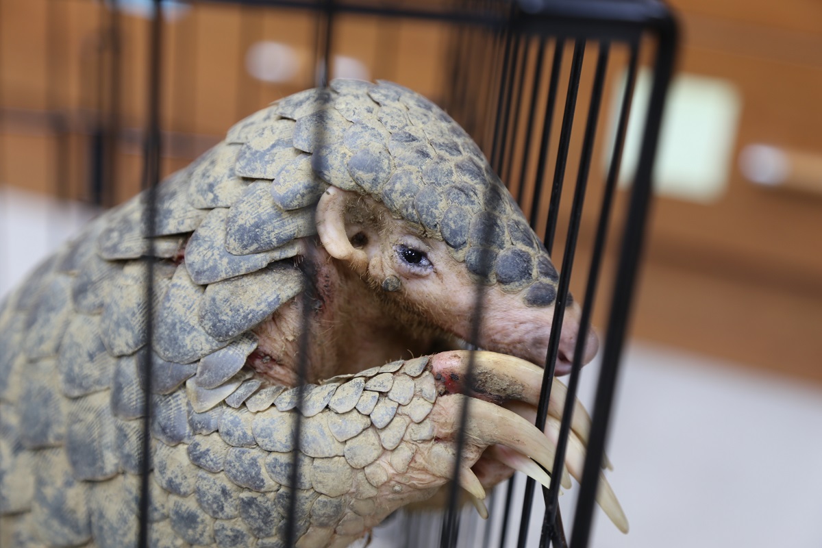 它比大熊貓還珍貴，卻在2年被獵殺到極度瀕危｜美通社頭條