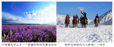 中國薰衣草之鄉(xiāng) -- 新疆伊犁河谷薰衣草田；哈薩克族牧民馬上游戲 -- 叼羊