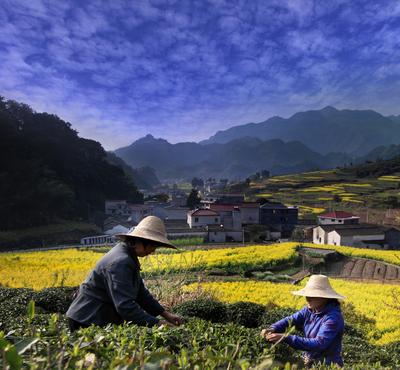 菁菁茶園